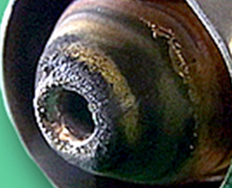 Difference in the amount of zinc attached - Conbentional process